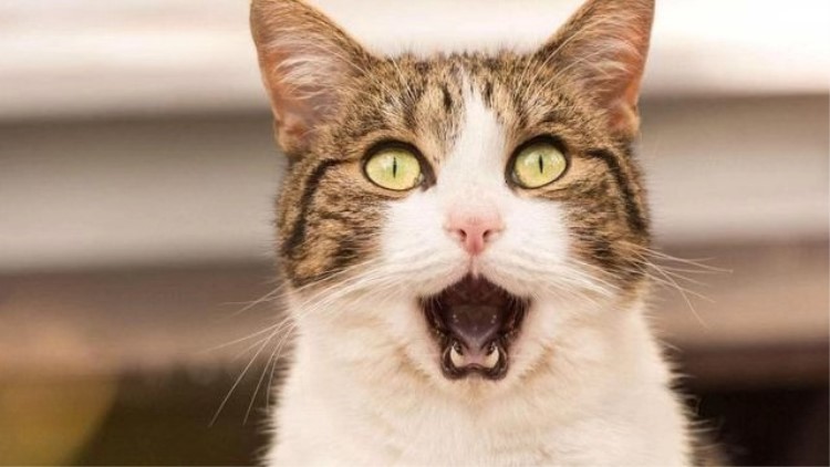 猫咪生病了用什么草药,猫咪提高免疫力药品