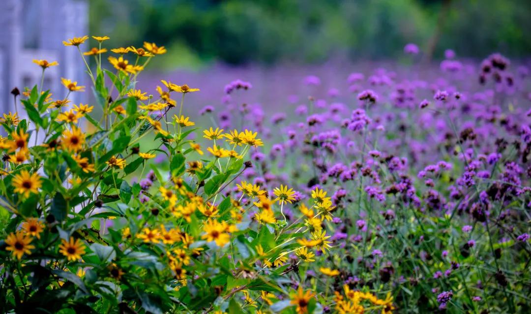 在济南花式避暑,一见“清”心!只需一瞥,便足以把酷夏原谅…