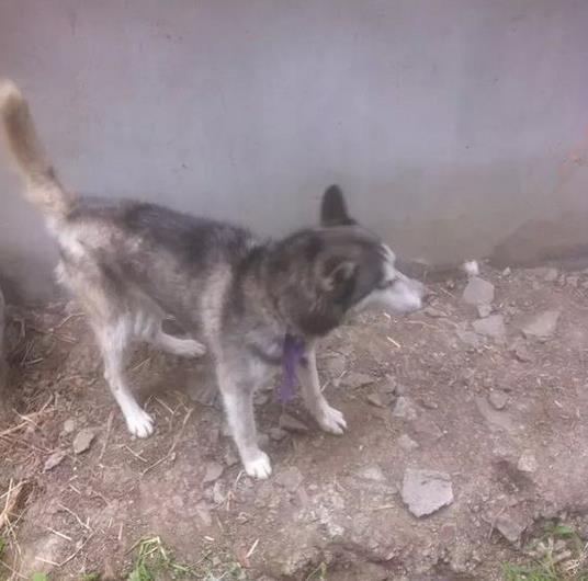 哈士奇一直嚎叫吵到隔壁怎么办,邻居家的哈士奇一直叫怎么办