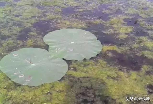 水稻水绵的防治方法,莲藕有水绵怎么处理