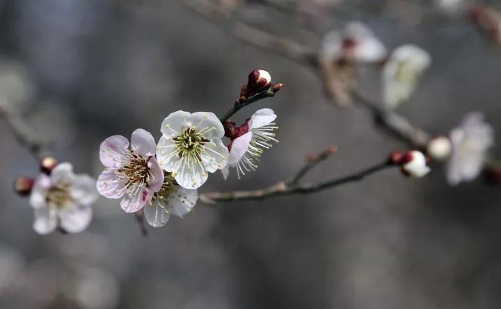 冬天常见中药植物图片及功效,花期长的草本植物图片