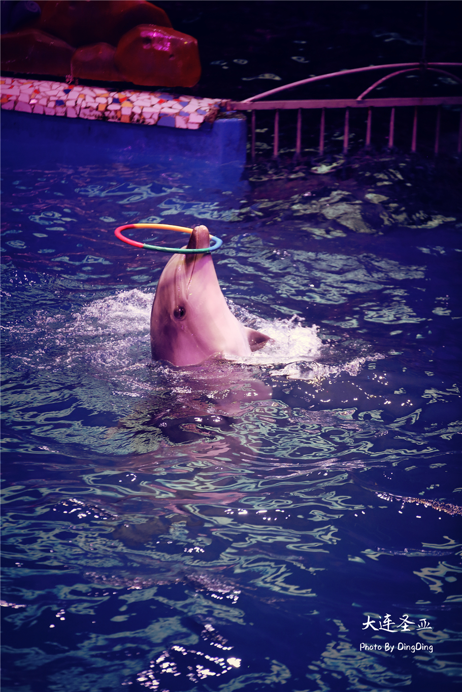 北方明珠活力四射的浪漫之都大连，国内最具特色的海洋世界圣亚