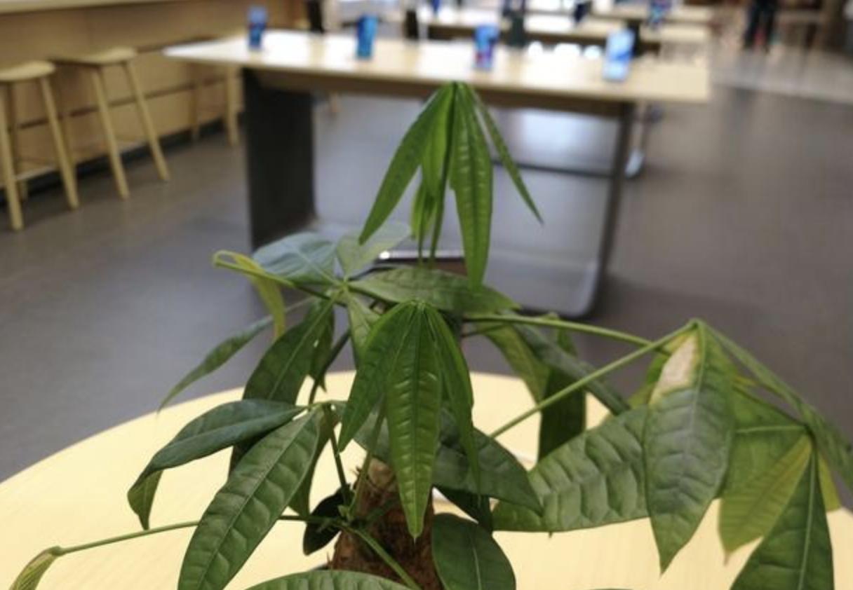 发财树叶子上长白斑点怎么办,发财树上面有很多白点怎么回事