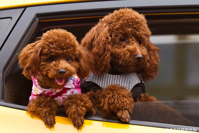 贵宾犬不吃东西又吐怎么办,贵宾犬不吃狗粮怎么办