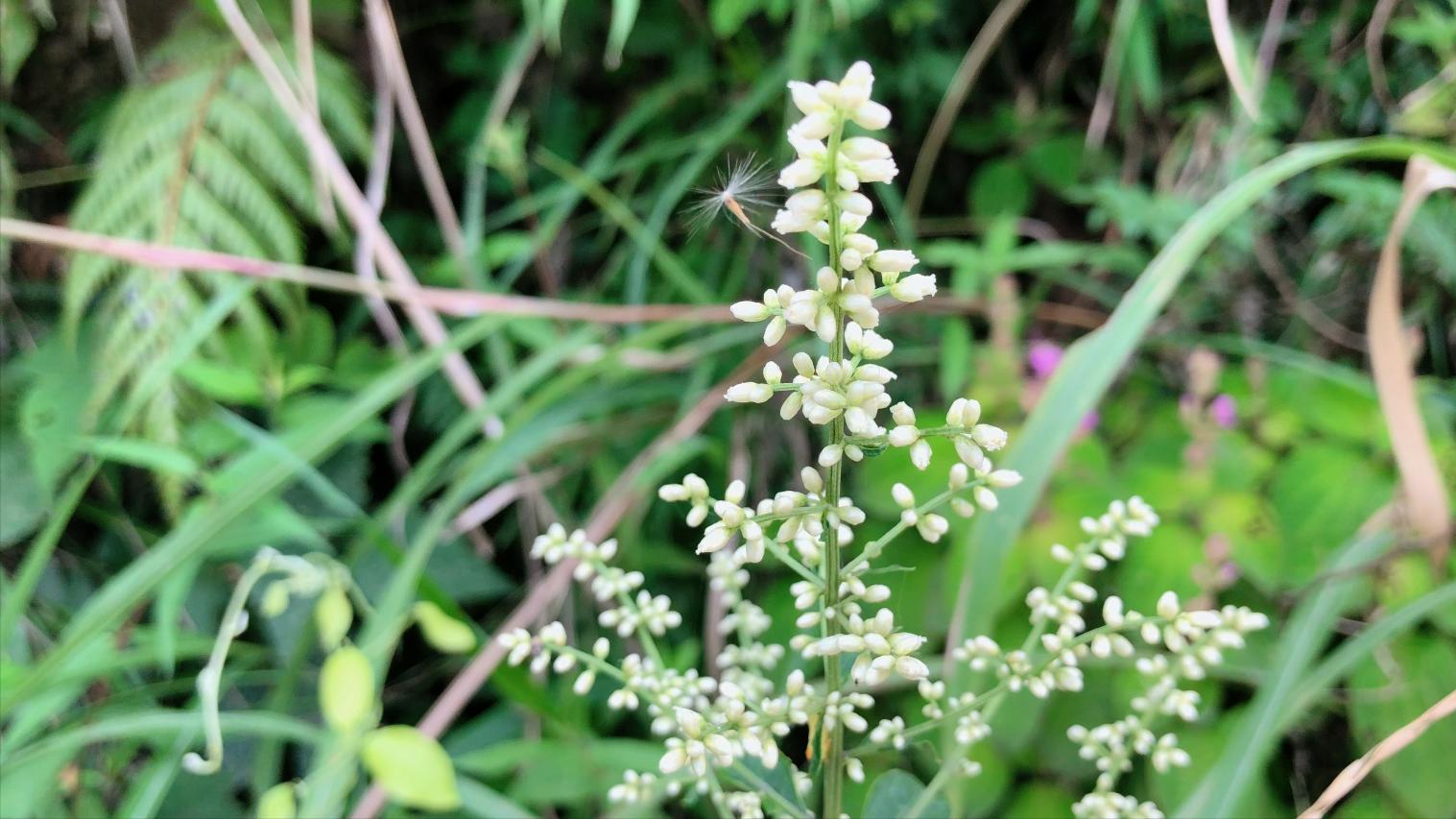 刘寄奴中草药图,中药材刘寄奴图片