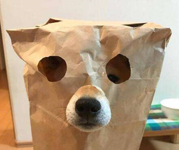 路边流浪狗得了细小怎么救它,路边遇到狗怎么防咬