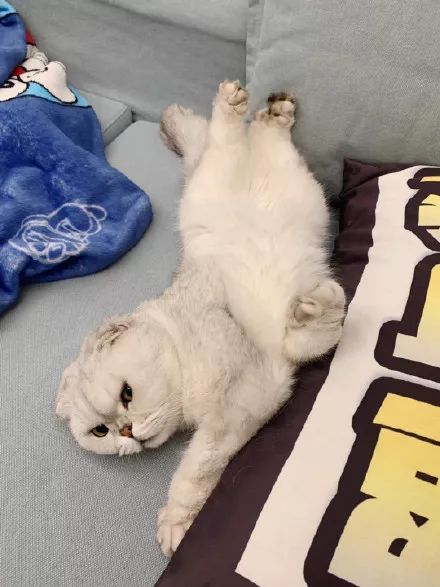 周扬青养的什么狗,周扬青呼吁不养折耳猫