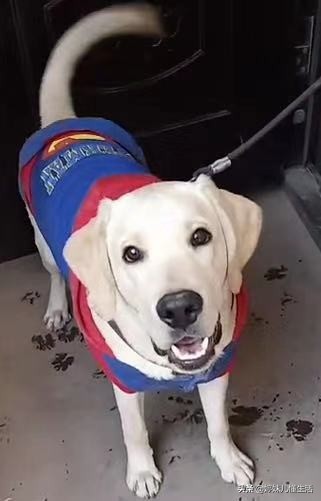 狗狗舔地有必要制止么,狗狗舔手注意什么