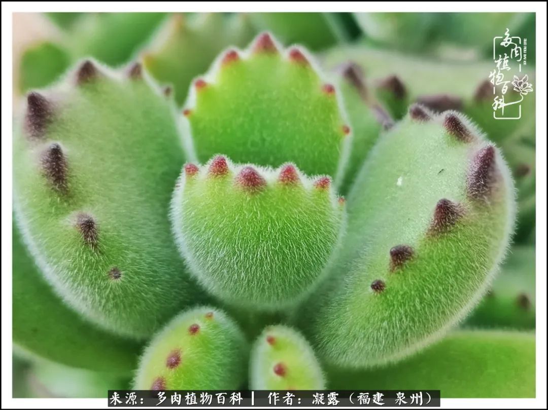 多肉日记严选,多肉日记大全100字