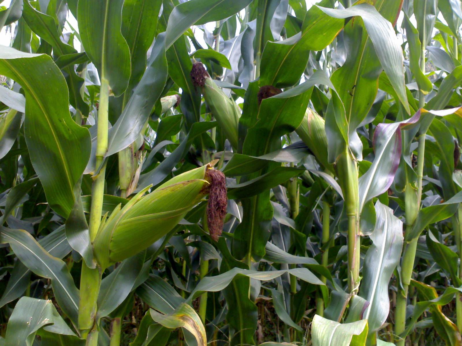 粘玉米怎么种植好吃,粘玉米种植新技术视频