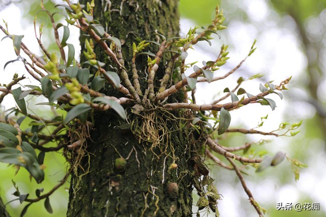 铁皮石斛怎么养长得快用什么肥,铁皮石斛的养法和注意事项