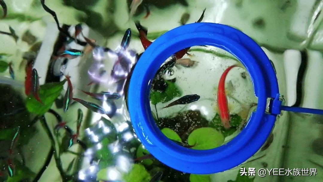 这些常见的观赏鱼饲料，你用过几种