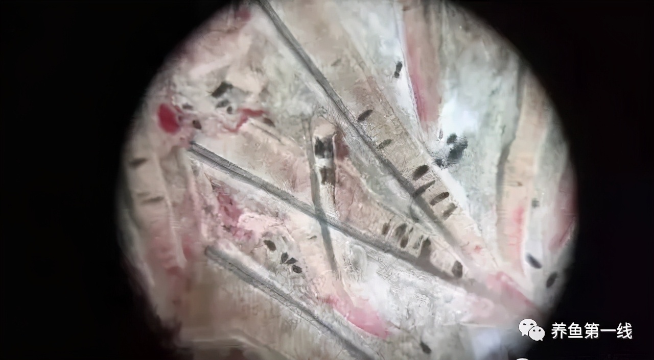 水产鱼鳃虫怎么治疗最好,鱼鳃霉病图片