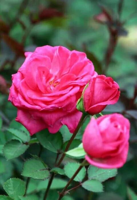 四季风玫瑰图,四季玫瑰造型树