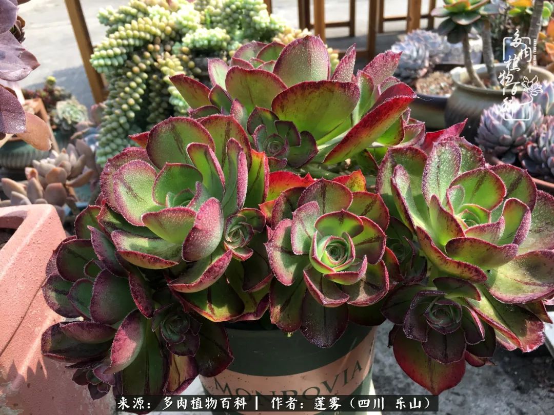 治愈系多肉精灵,初冬携一抹暖阳与多肉相伴