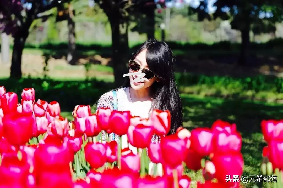 荷兰小镇郁金香盛开,荷兰小镇郁金香花海