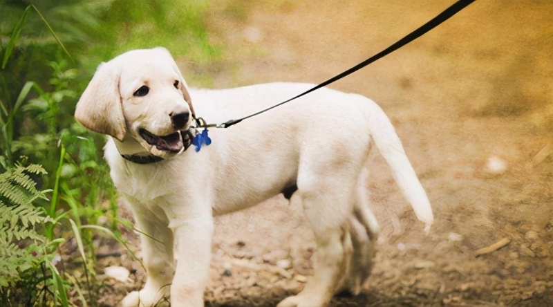 遛狗拉不住怎么办？遛狗时如何避免狗遛人和撒手没？