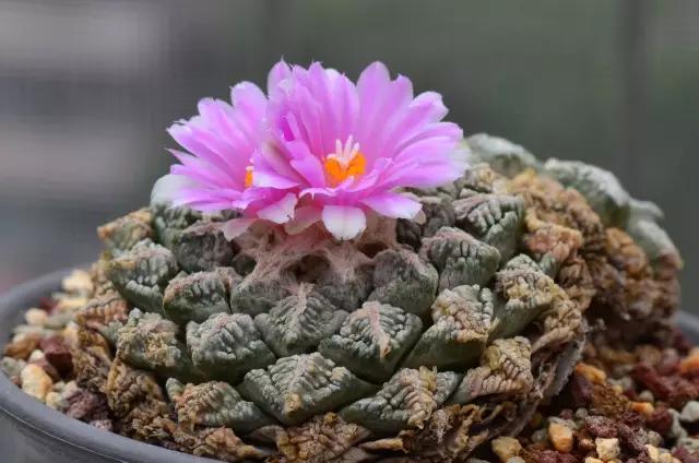 名贵植物排名前十名,十大天价的花卉