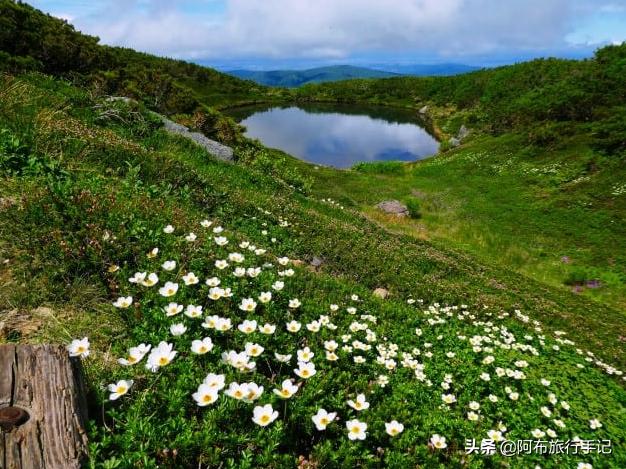 日本花海,日本30个最美花海