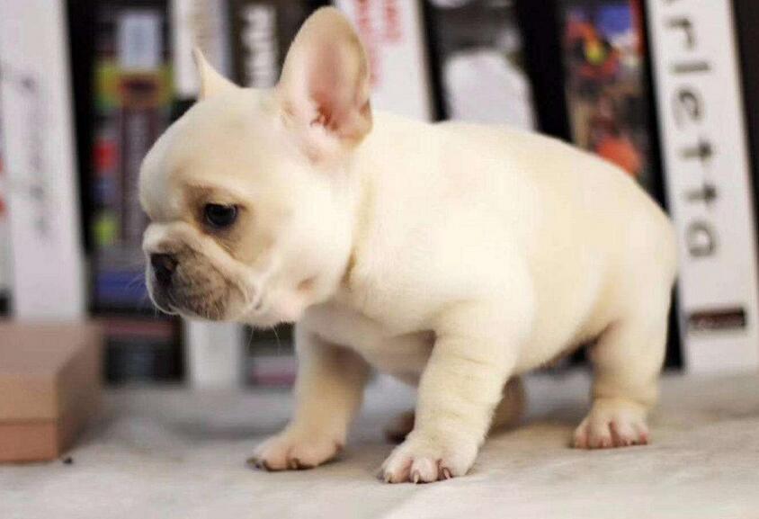 法国斗牛犬5大饮食禁忌不容忽视,怎么训练法国斗牛犬不在家大小便