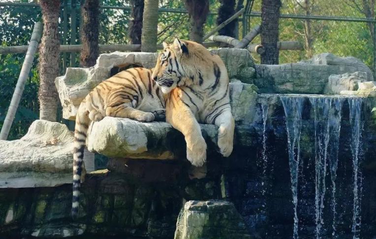 栾川竹海野生动物园免票攻略,栾川竹海野生动物园门票有优惠吗