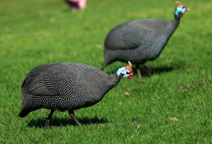 高清童年常见飞禽篇（值得珍藏）