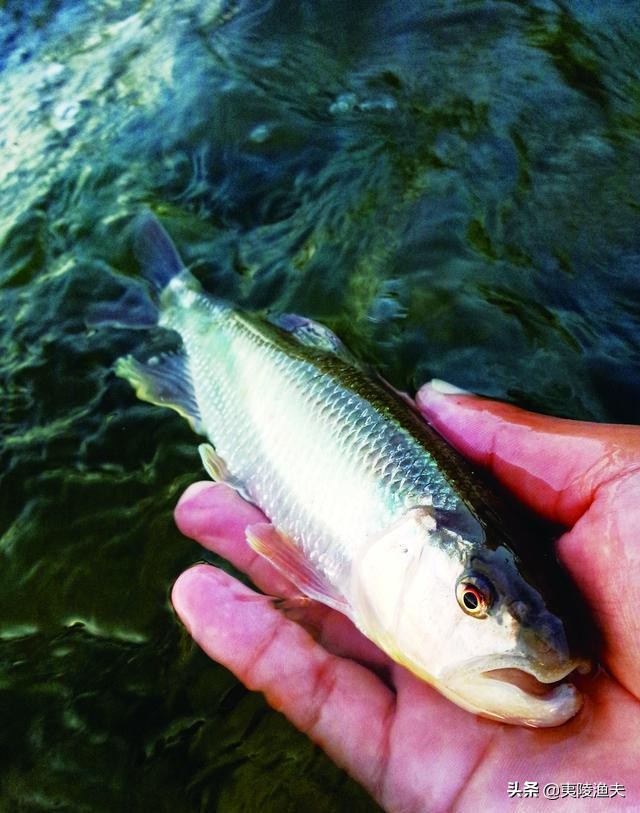 路亚钓马口的技巧和方法,怎样才能钓马口钓得多又快