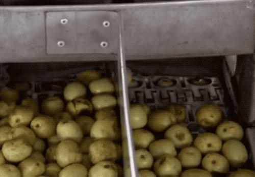 金丝蜜枣是怎么做成的,金丝蜜枣是怎么制成的