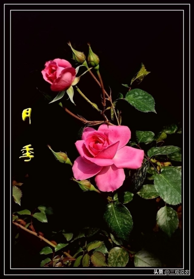 月季主枝病虫害,月季枝枯病治疗视频