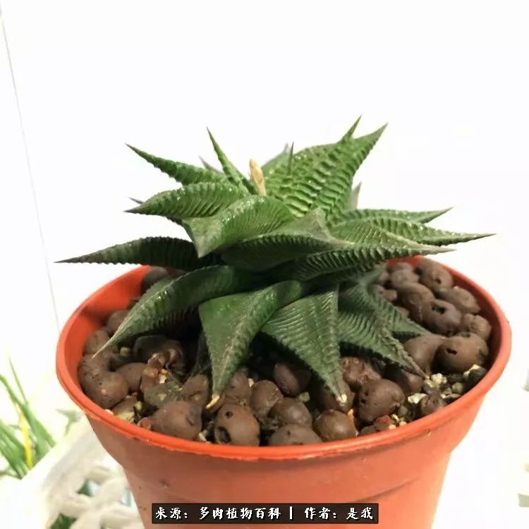 偶遇多肉的感言,偶遇山中多肉