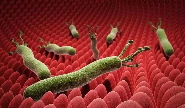 加拿大华人感染,致癌细菌感染人群