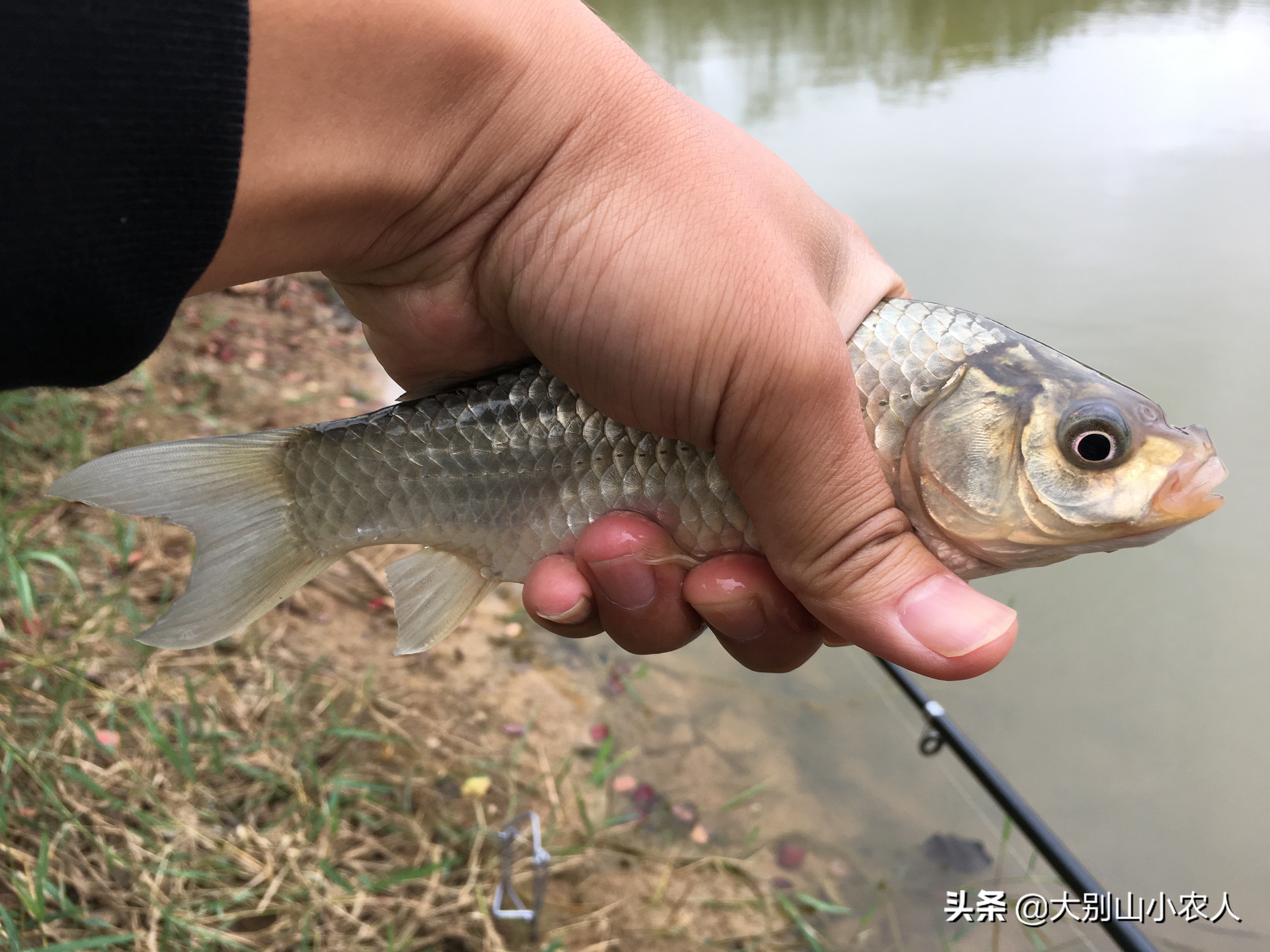 九九又重阳，串钩钓鱼忙。深度解析串钩钓法，让大板鲫带你一起飞