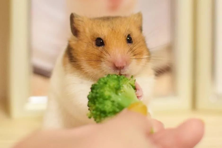 仓鼠什么粮食常吃会引起他挑食,仓鼠为什么不爱吃鼠粮