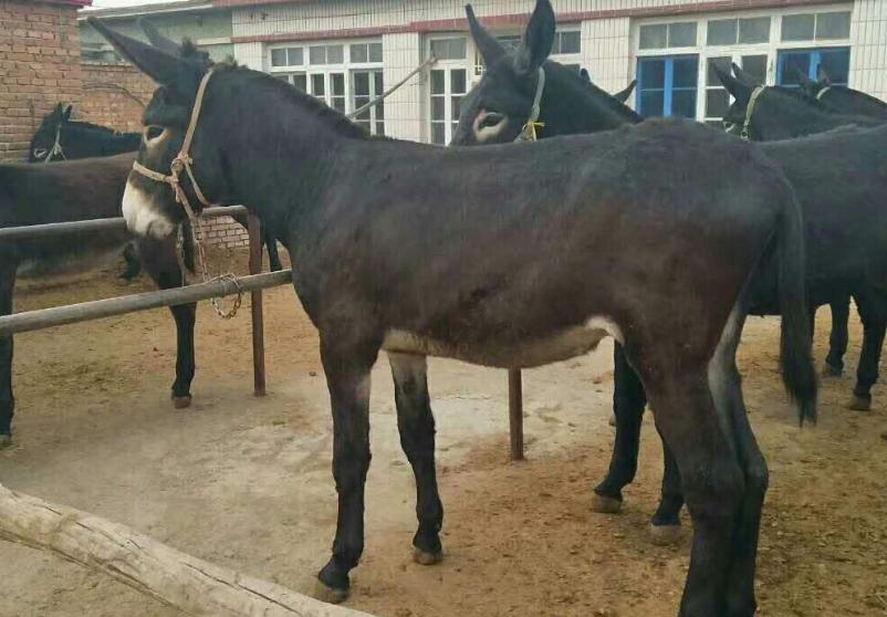 养驴虽然是件简单的活,但也有一些注意事项需知道,答案在这里