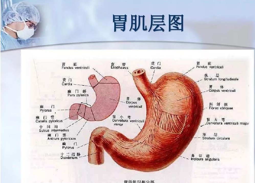 肚子硬呕吐怎么回事,肚子硬胃硬怎么回事