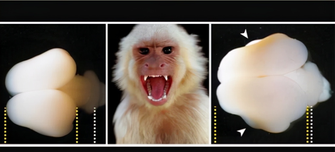 猴子会进化成凯撒吗,猴子会演化成人类吗