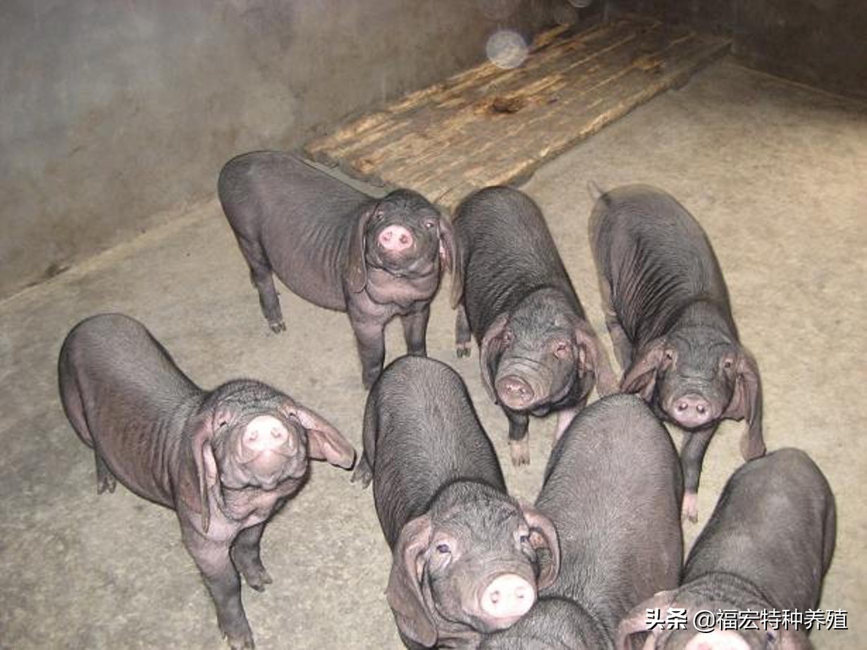 散养太湖猪怎么养高产,放养猪怎样繁育