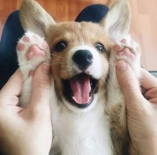 柯基犬与泰迪犬的优缺点,柯基犬的优点缺点有哪些