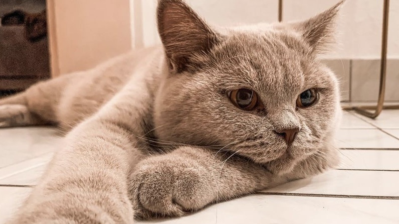 猫咪下巴秃了一块还发红,猫咪下巴红红的是怎么回事一直挠