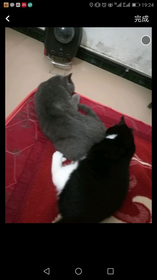 猫一天喂几次,小奶猫怎么喂