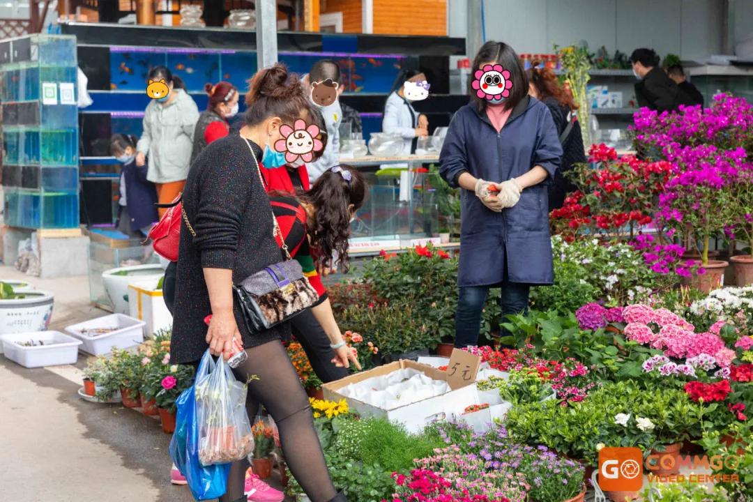 重庆花市排名前十名,重庆花市哪里最便宜