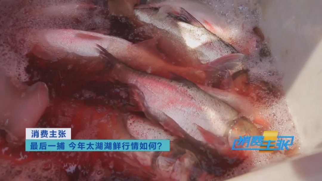 直击太湖开湖现场！鲜美湖鲜大量上市，资深吃货准备好了吗？