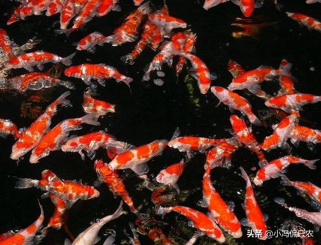 如何养好锦鲤初学者,锦鲤日常饲养及疾病预防