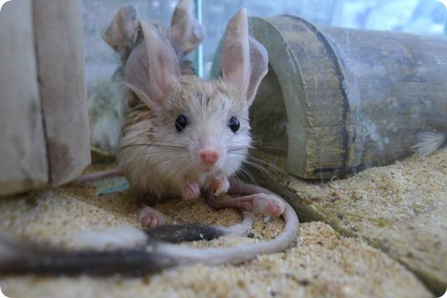 可爱的沙漠小跳鼠,米老鼠沙漠跳鼠