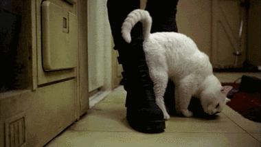 中华田园猫黑猫绿眼,中国田园猫咪黑猫