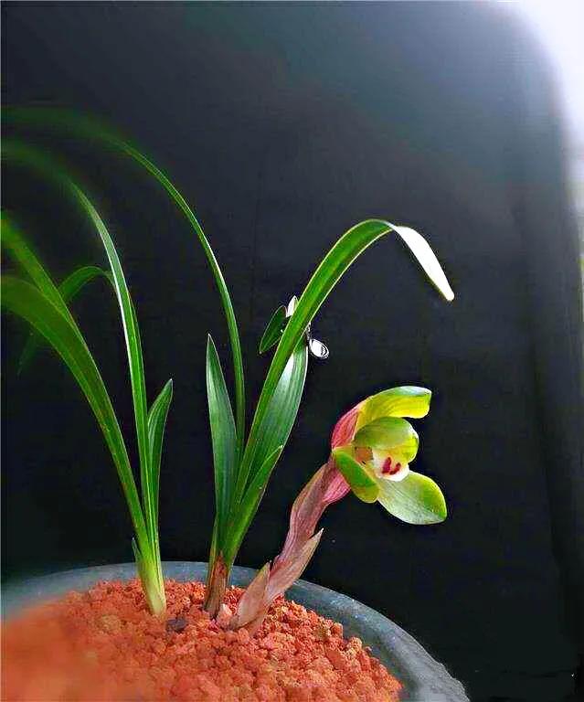 春兰大富贵和翠盖荷如何区别,春兰大富贵和郑同荷有什么区别