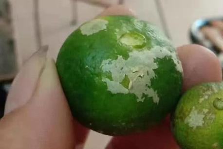 柑橘防治白癞病用什么药好,柑橘白癞病防治