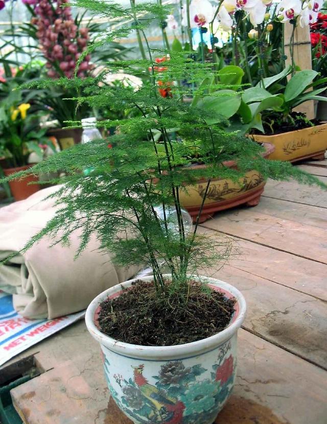 2元100颗的“便宜药”，碾碎兑水浇盆里，养文竹、绿萝超有效