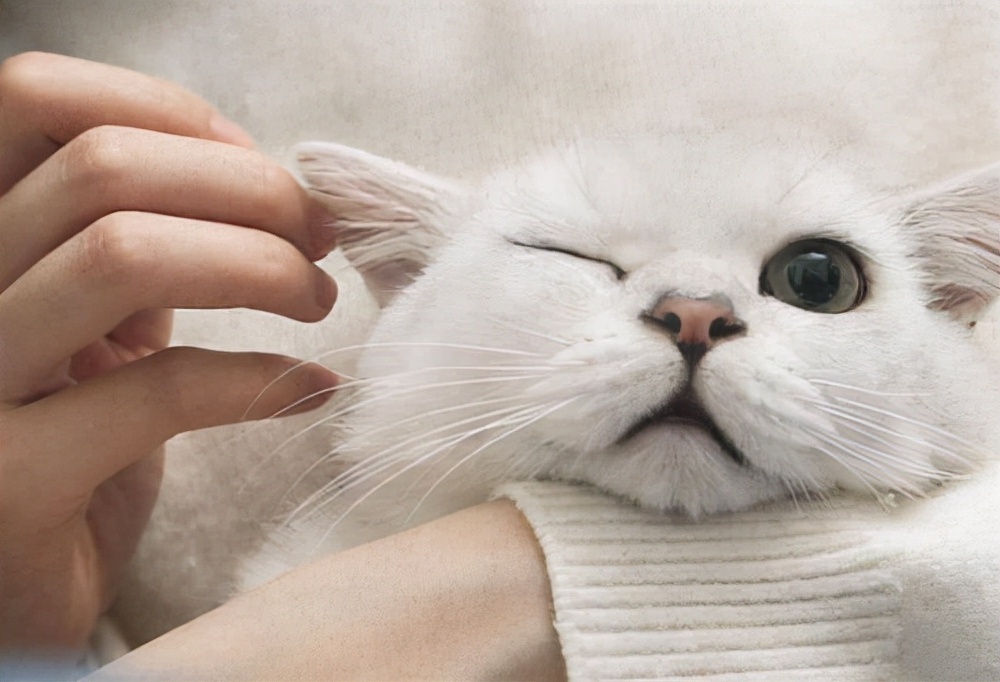 养猫经验猫咪闭尿的原因,养猫经验猫便秘会导致尿不出来吗