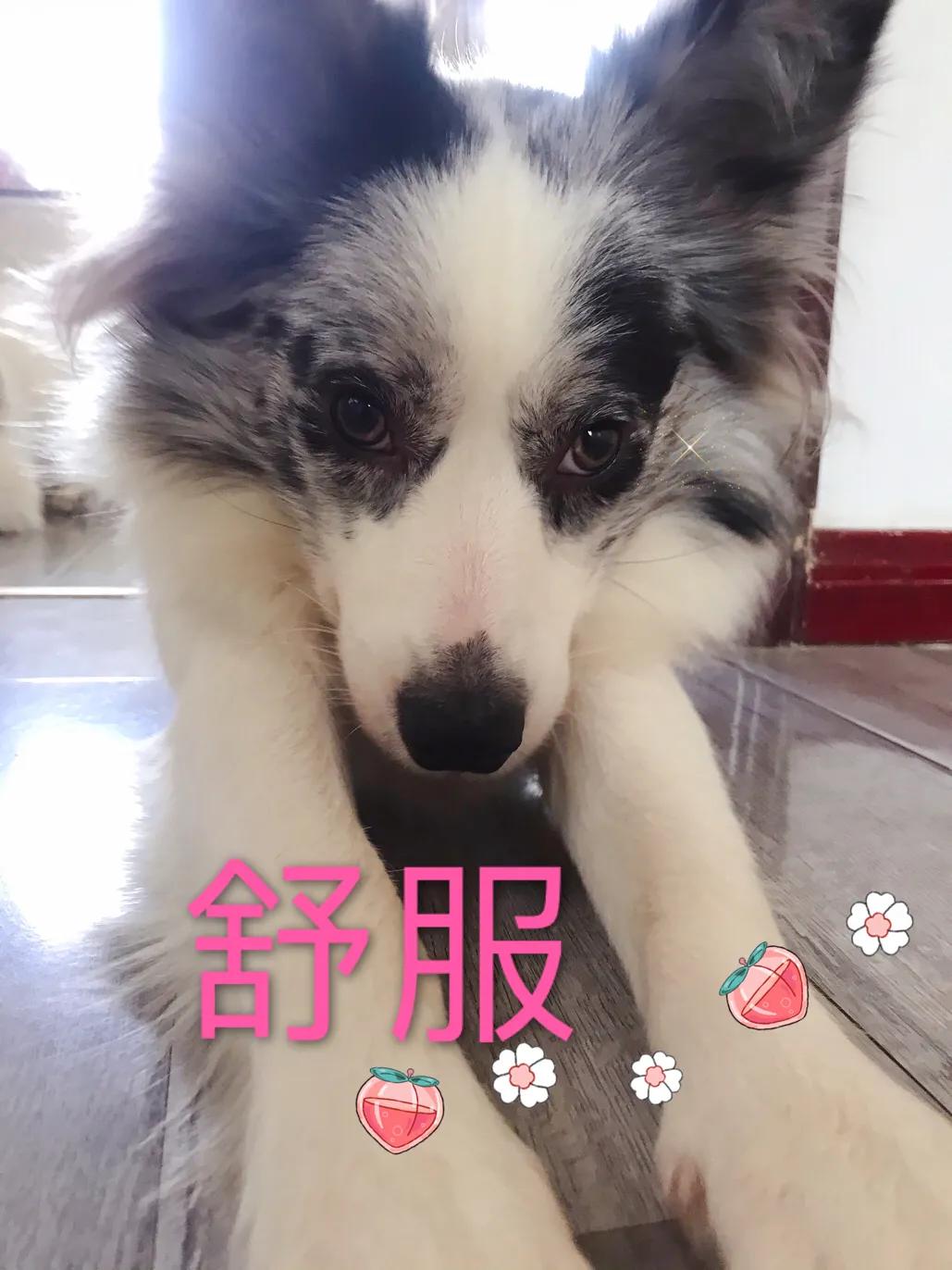 你想知道,如何正确对待狗狗发情期吗?